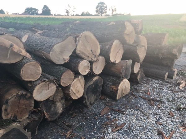 Azobe Round Log - Image 4